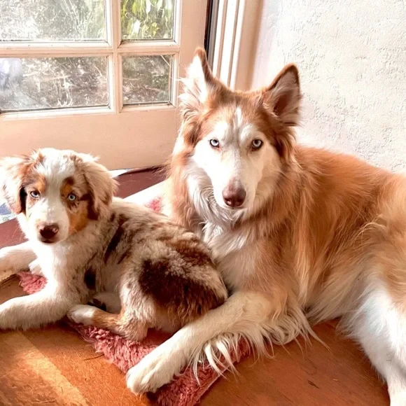 Meet your Posher, Brodie Sky🐾 - Picture 6 of 12